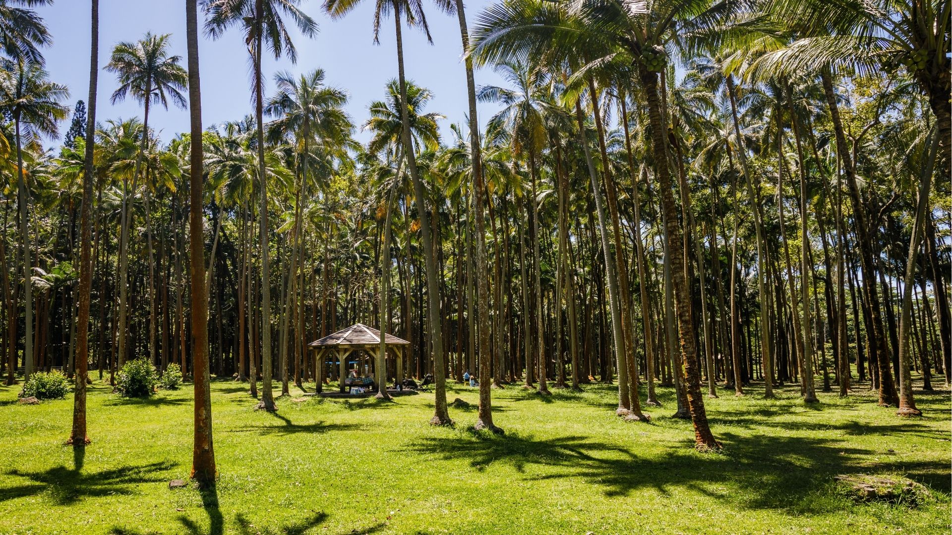 Kioske entouré de cocotiers à Sainte-Rose Réunion