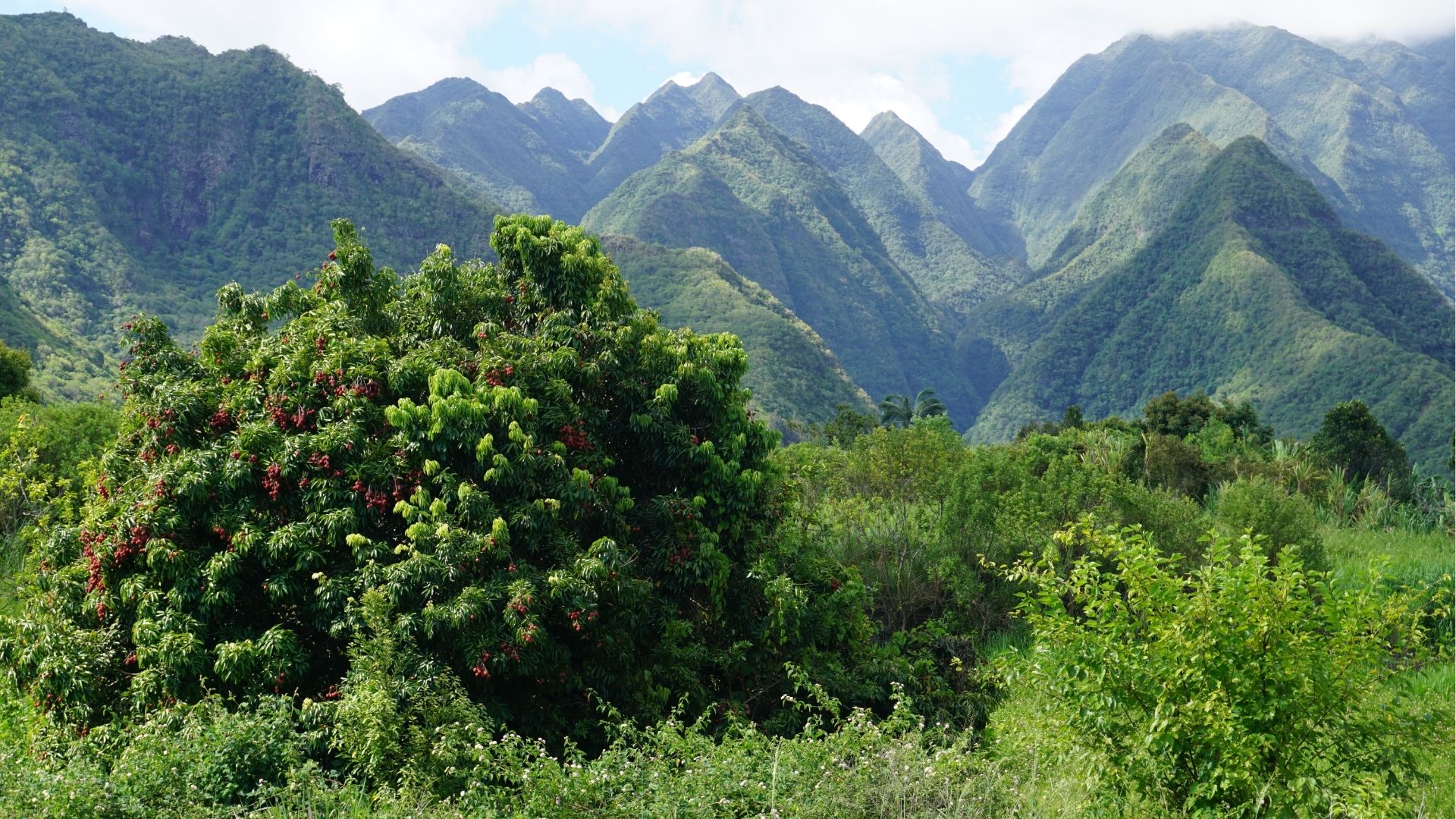 Arbre de litchis à La Réunion avec des montagnes en arrière-plan