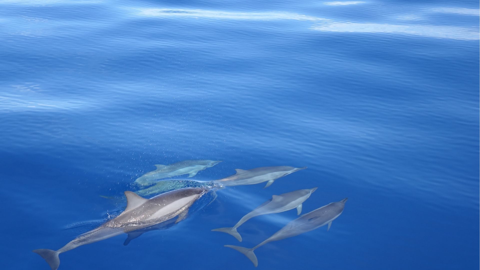 Dauphins nageant dans l'océan de La Réunion, dans un cadre naturel et préservé