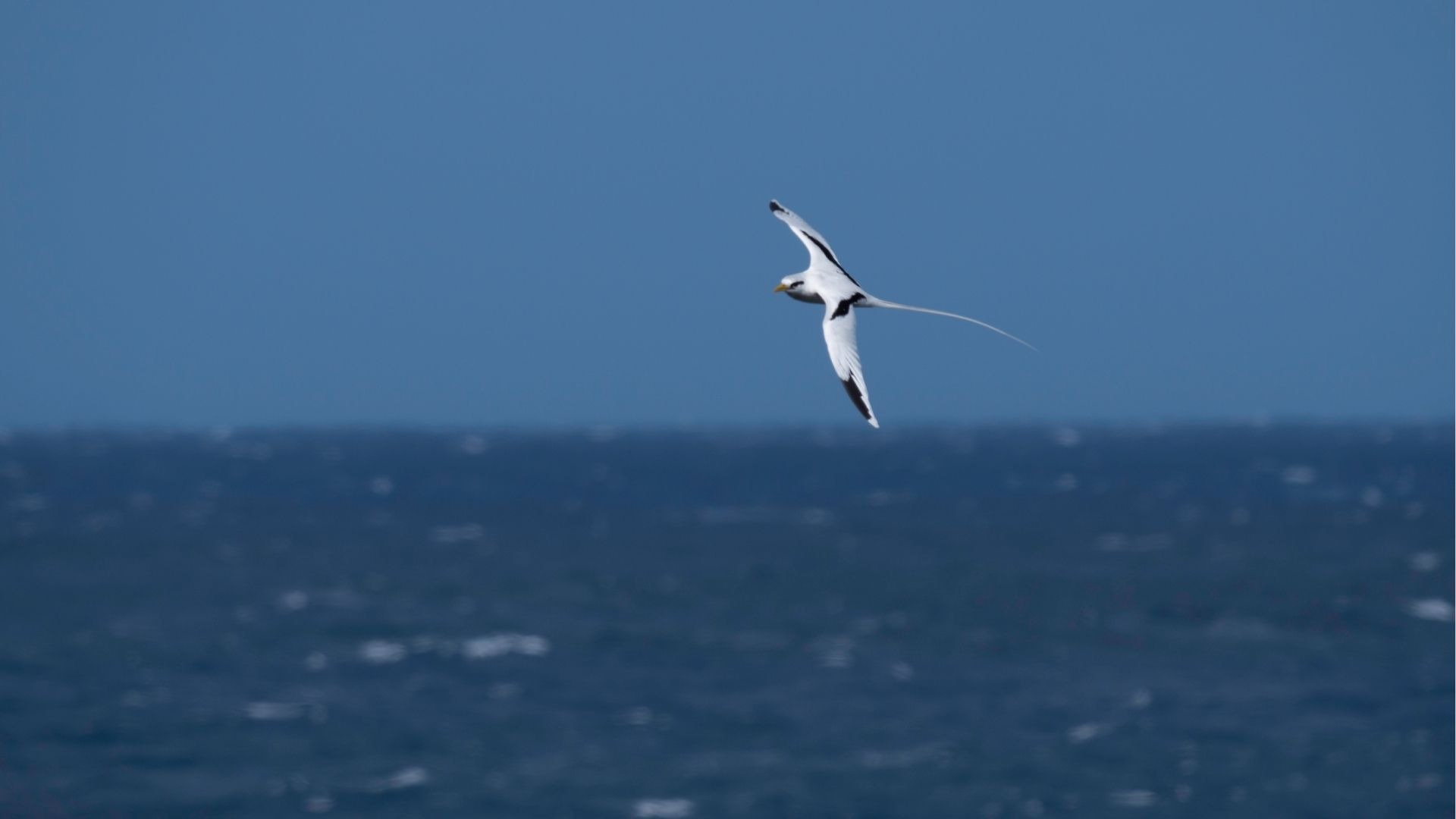 Paille-en-queue volant au-dessus de l’océan à L’Étang-Salé