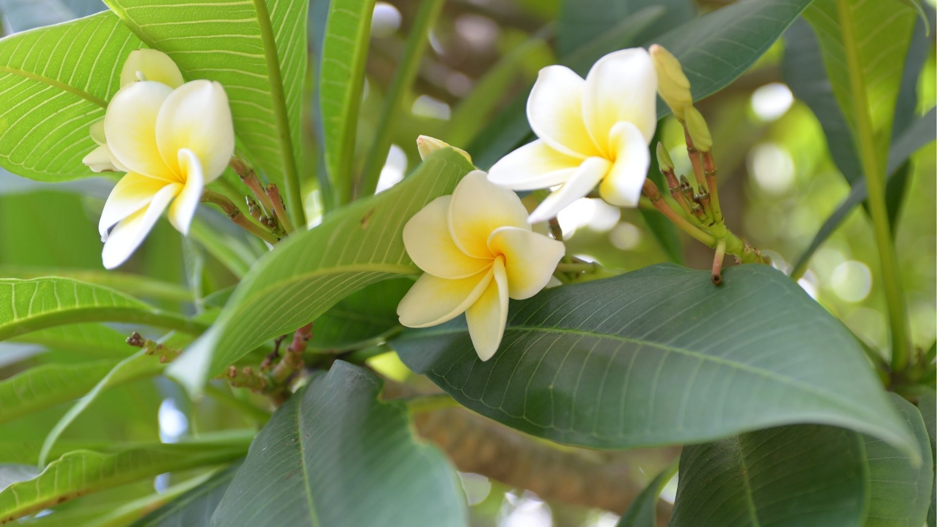 Fleurs de frangipanier jaunes et blanches parmi les feuilles à Sainte-Marie à La Réunion