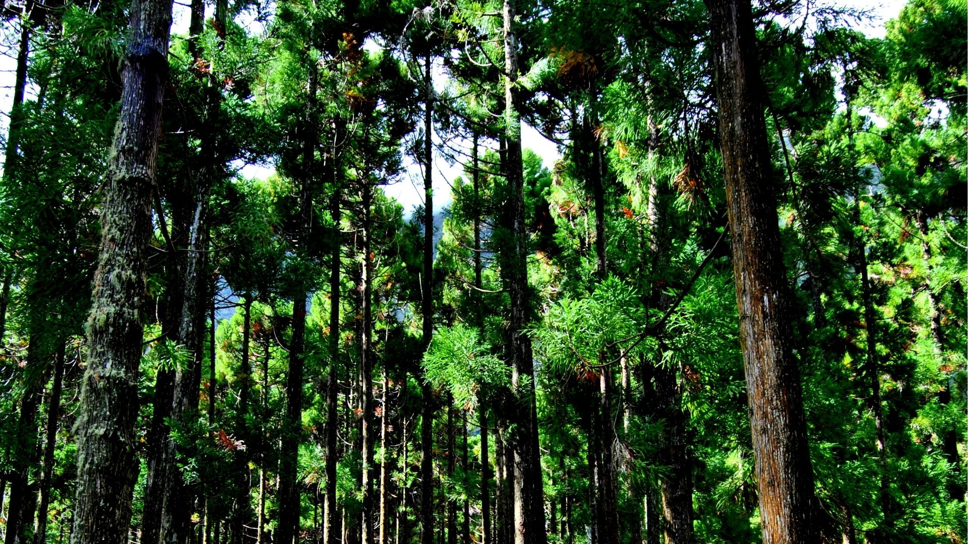 Forêt des Makes à Saint-Louis