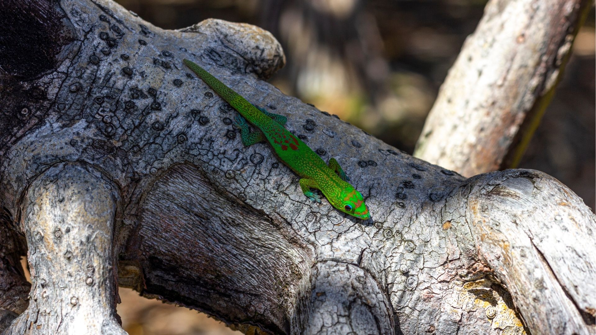 Gecko vert de La Réunion sur un tronc d'arbre de Saint-Philippe