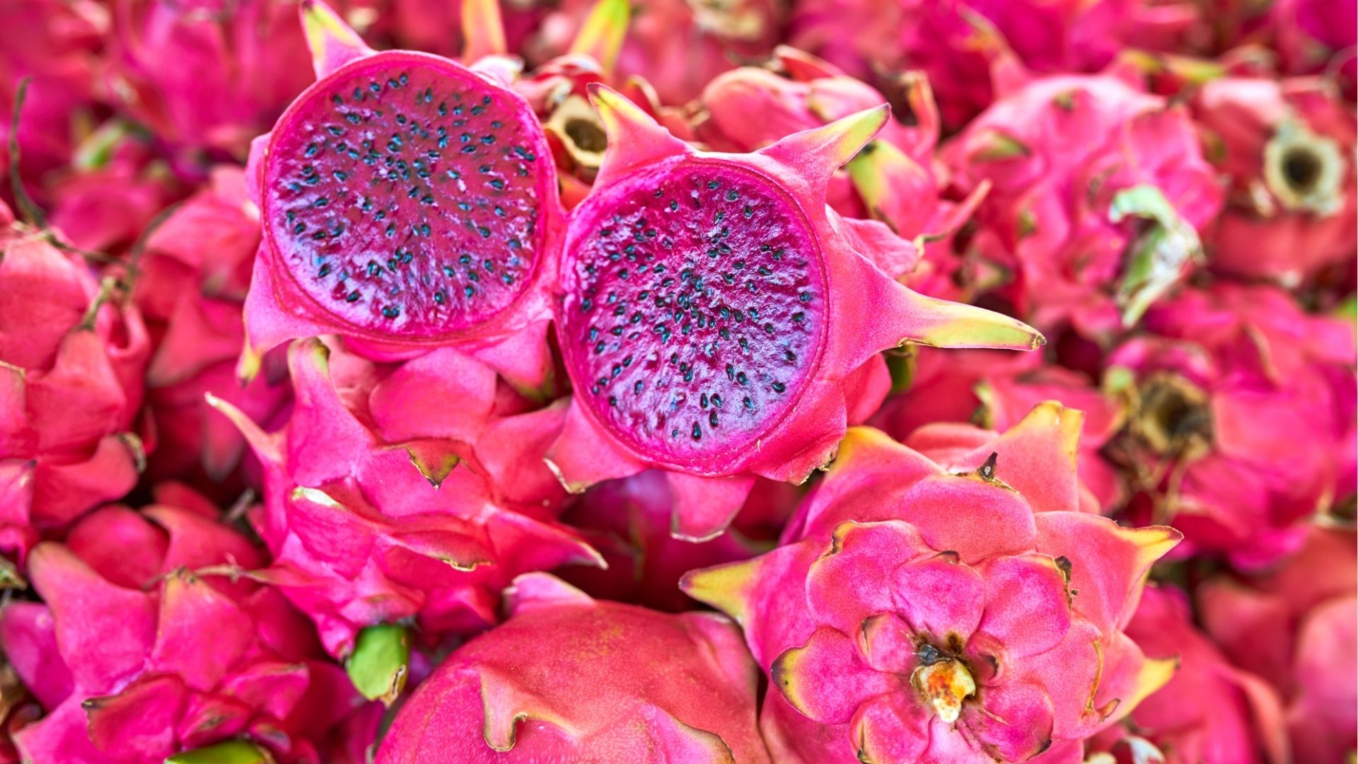Pitaya rose, fruit exotique typique de La Réunion, sur fond de végétation tropicale