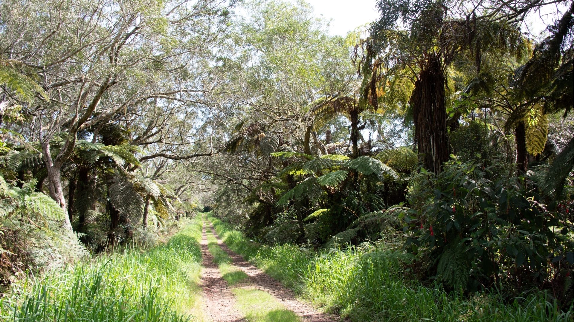 Sentier à travers la forêt, la Réunion