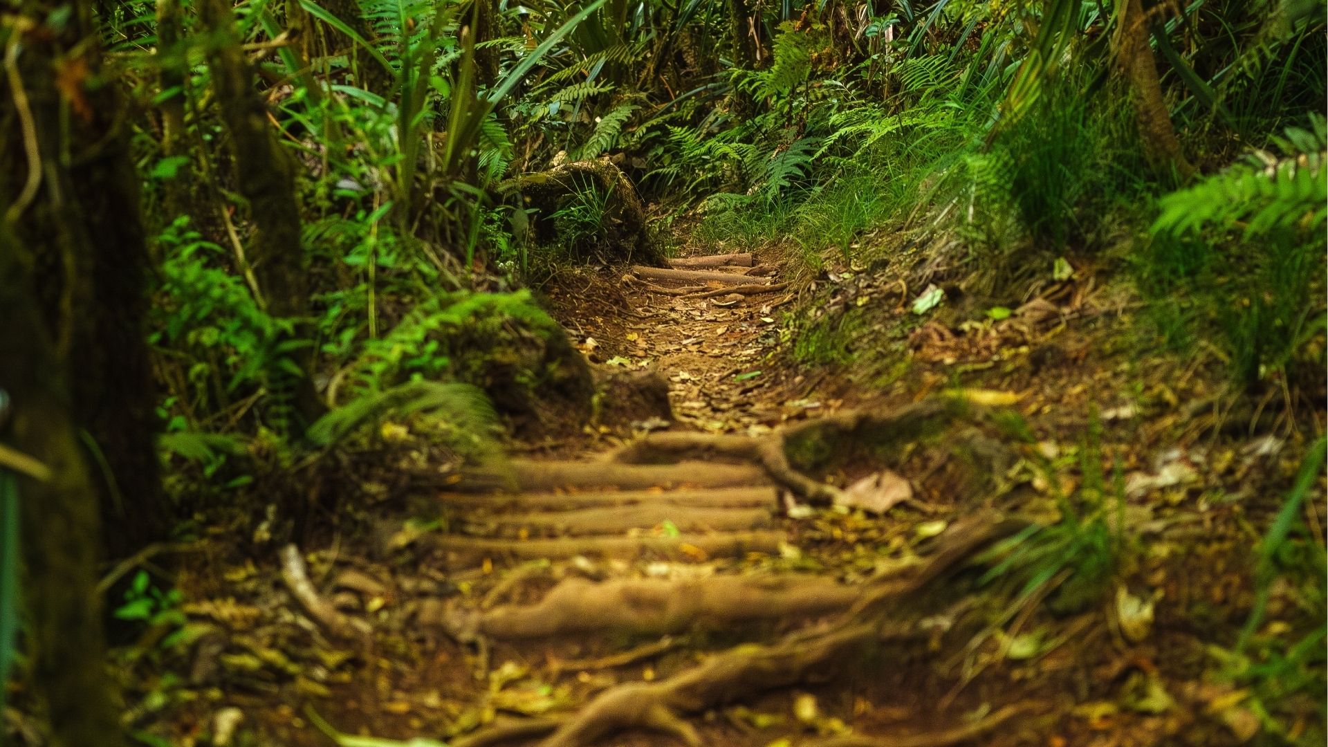 Sentier dans la forêt de Salazie, La Réunion