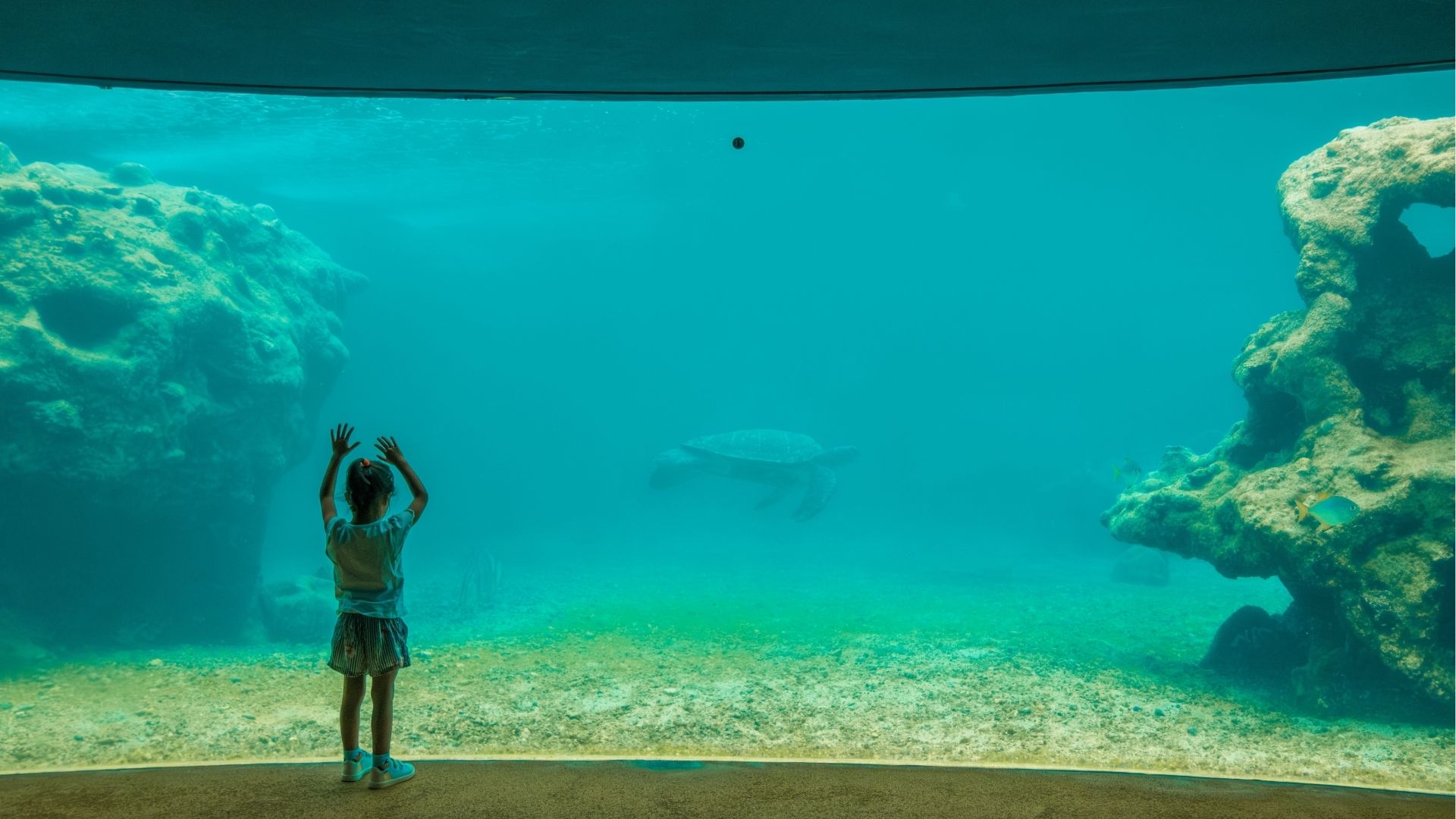 aquarium Kélonia à Saint-Leu, centre de conservation des tortues marines à La Réunion