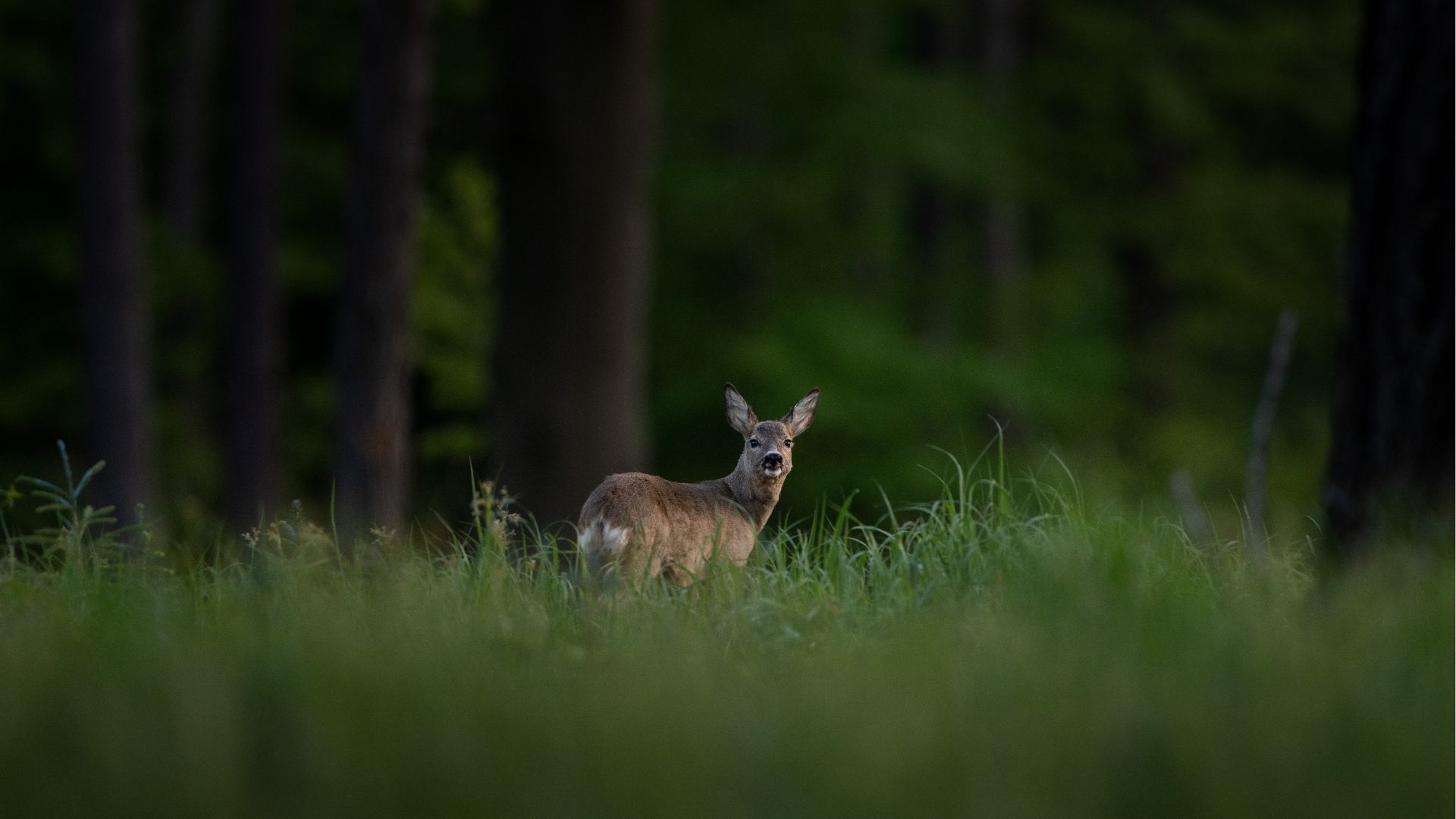 Cerf dans la forêt de Saint-Anne à La Réunion
