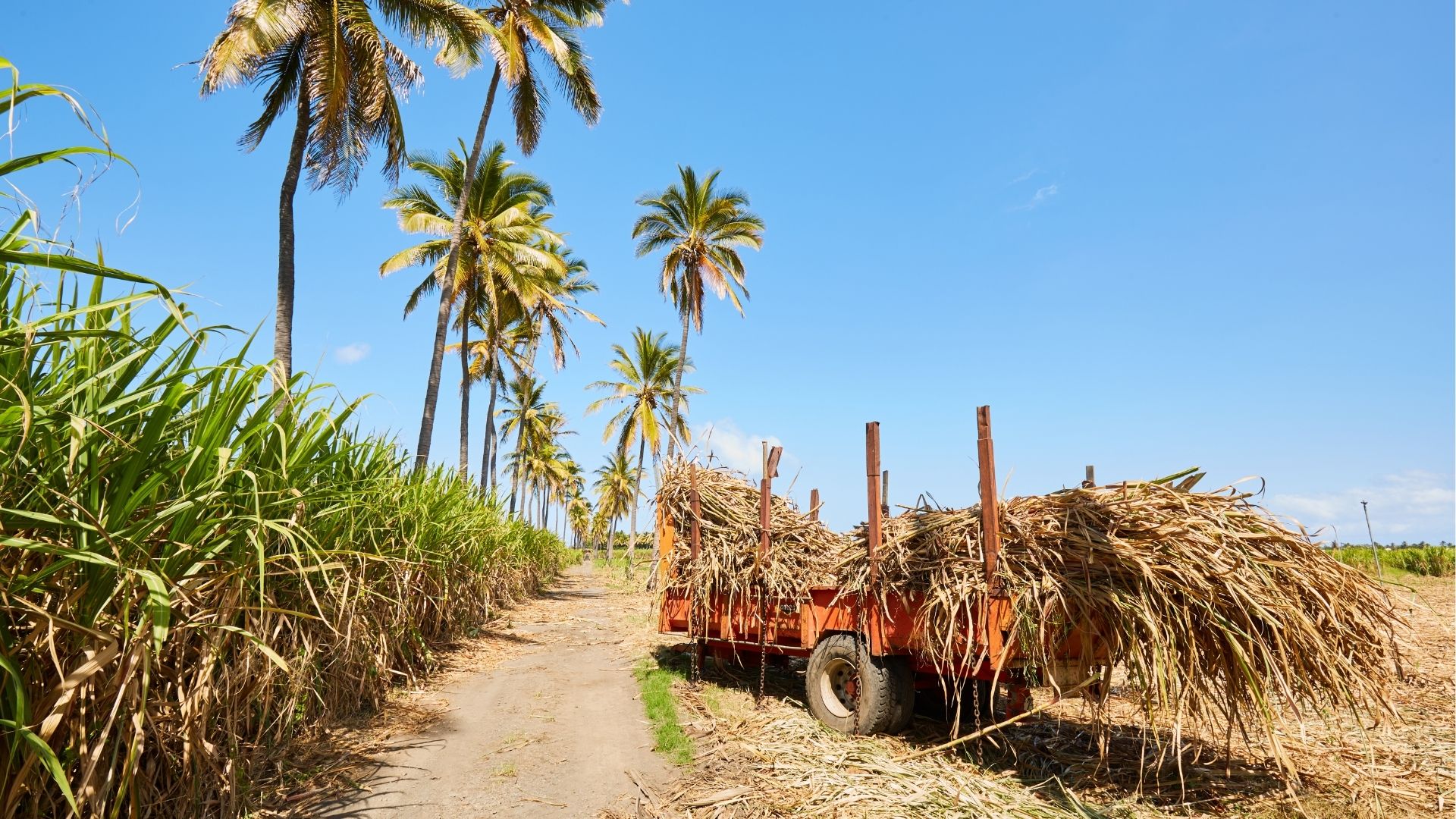 champ de canne à sucre avec charrette à Saint-Louis