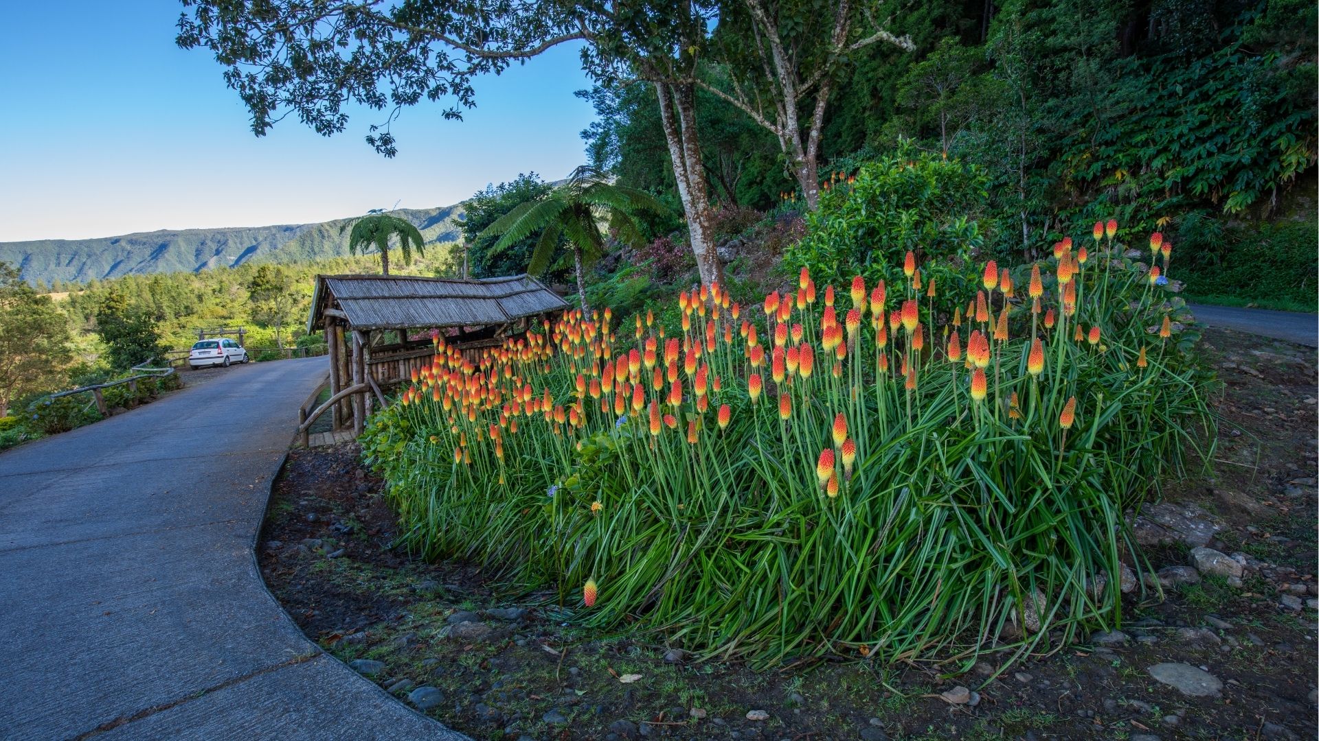 fleurs et sentier dans la forêt des Makes à Saint-Louis
