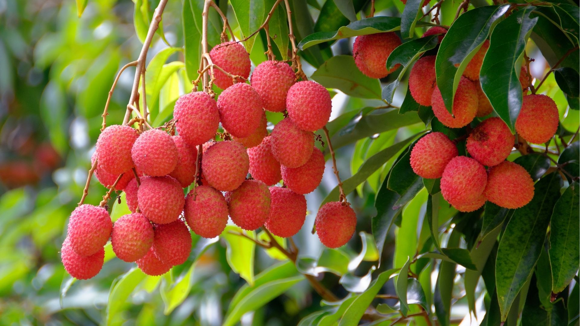Litchis frais cultivés à La Réunion