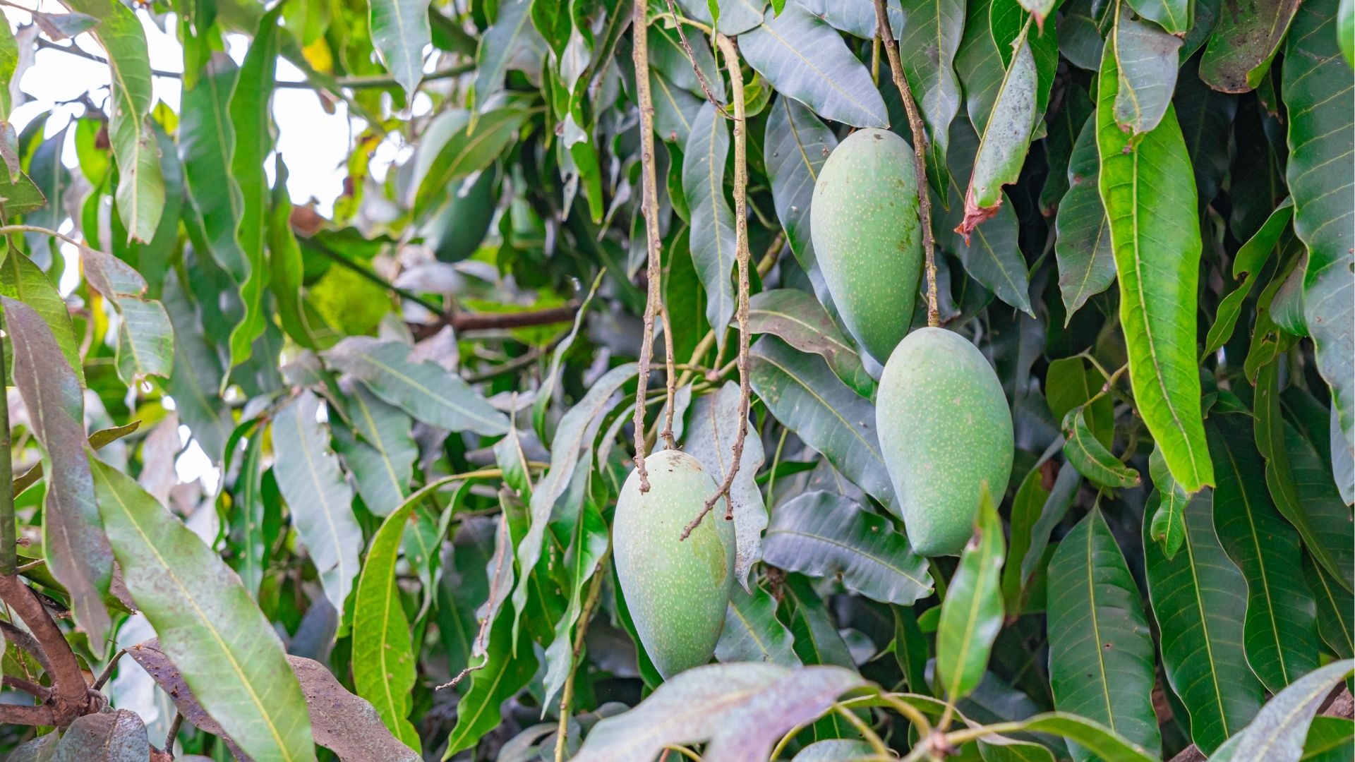 Mangues vertes sur un arbre à La Réunion