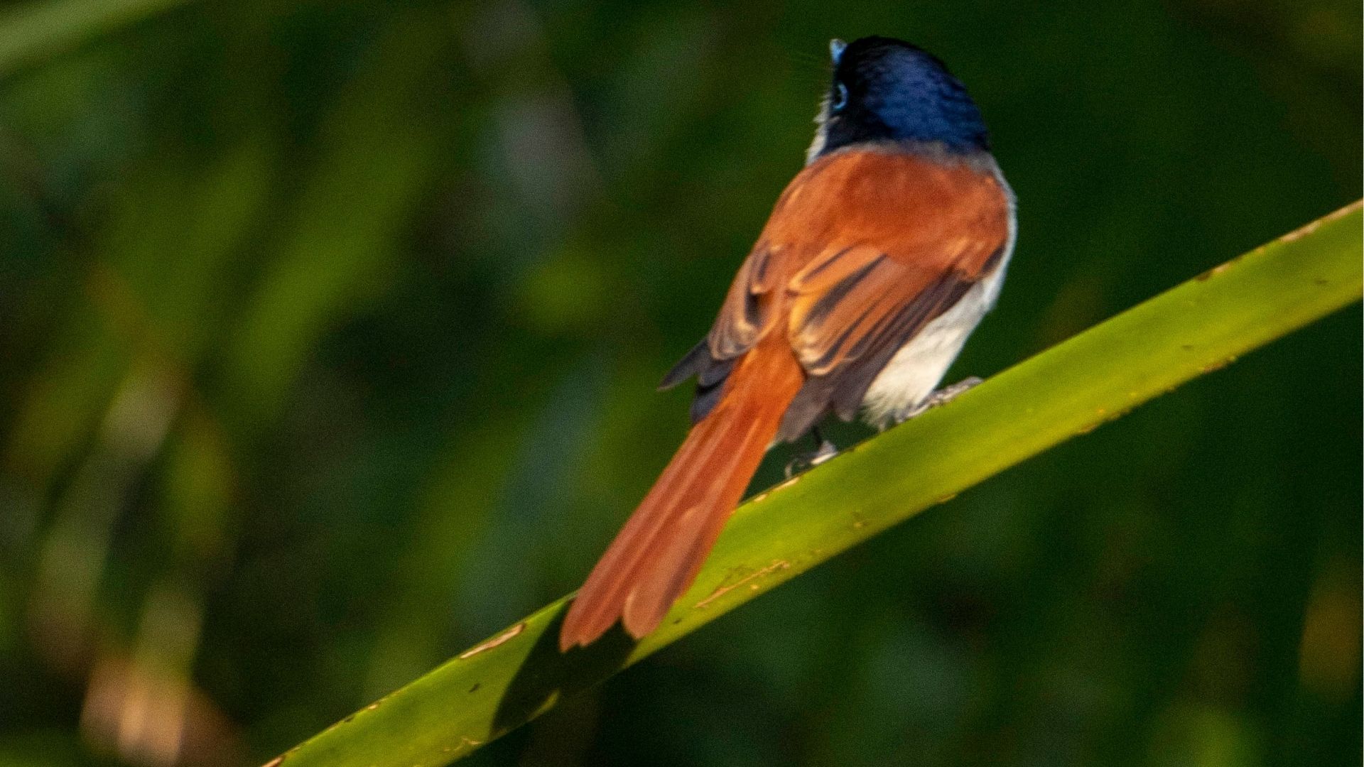 Oiseau à La Réunion, vue arrière sur une branche de Saint-Philippe