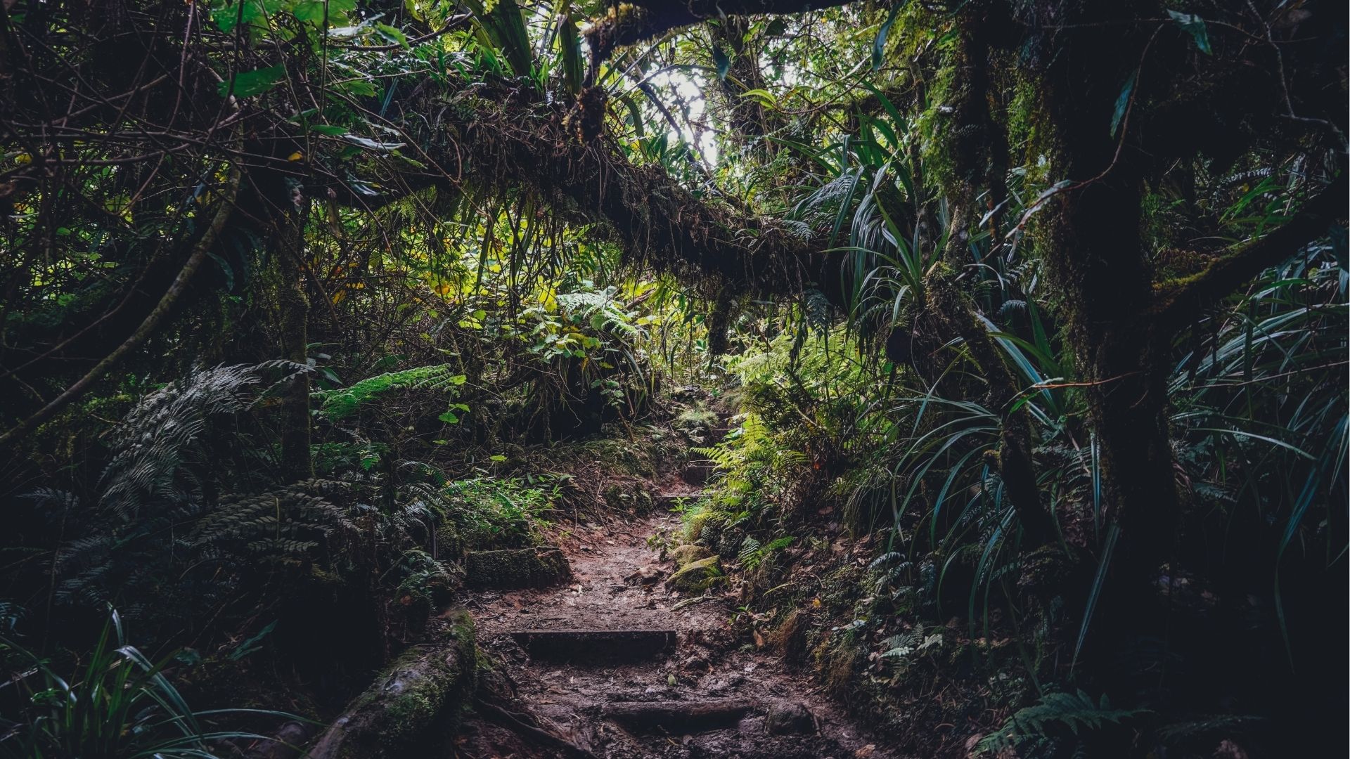 sentier de randonnée dans la forêt de Salazie