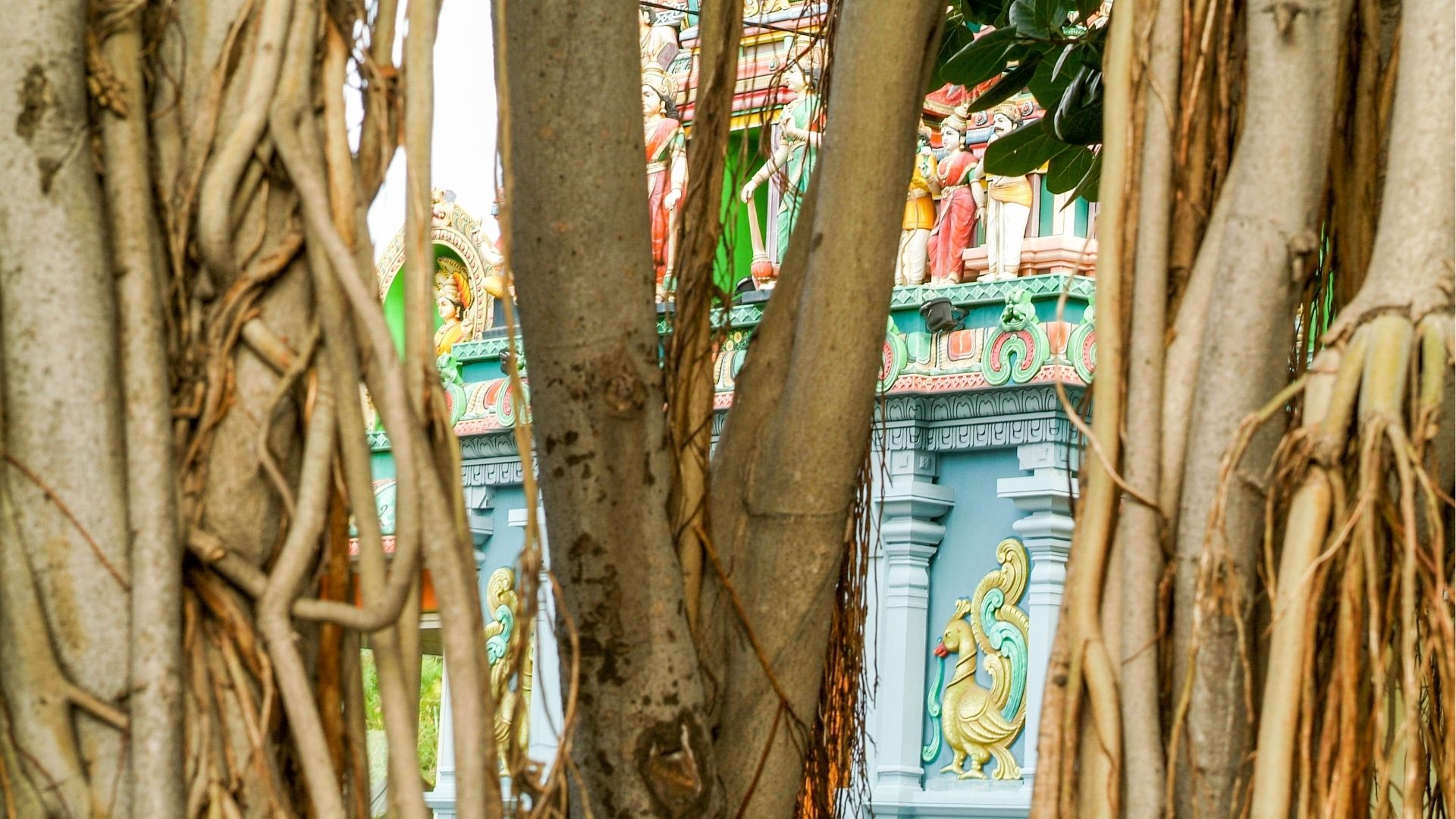 façade d’un temple hindou vue à travers les racines d’un banyan à La Réunion